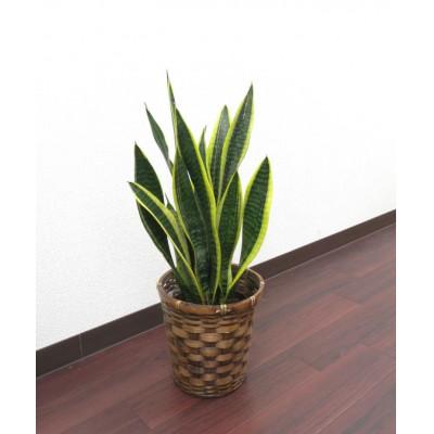 ふるさと納税 田原市 サンスベリア5号