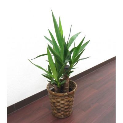 ふるさと納税 田原市 ユッカ5号