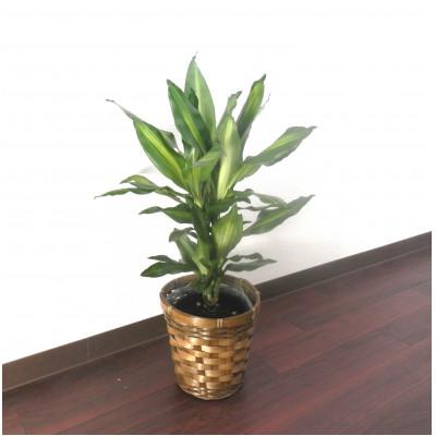 ふるさと納税 田原市 ジェレ5号