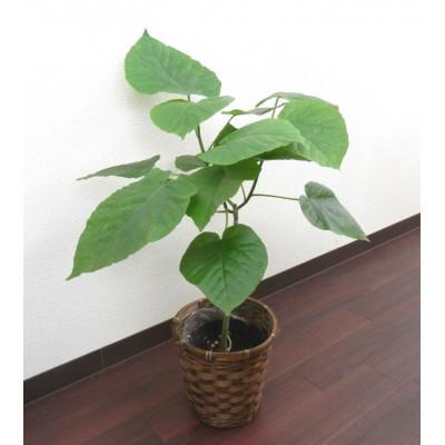 ふるさと納税 田原市 ウンベラータ5号