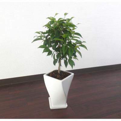 ふるさと納税 田原市 ベンジャミン陶器鉢6号