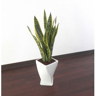 ふるさと納税 田原市 サンスベリア陶器鉢6号