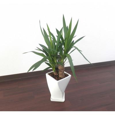 ふるさと納税 田原市 ユッカ陶器鉢6号