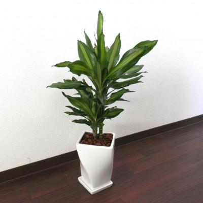 ふるさと納税 田原市 ジェレ陶器鉢6号