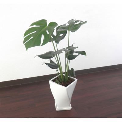 ふるさと納税 田原市 モンステラ陶器鉢6号