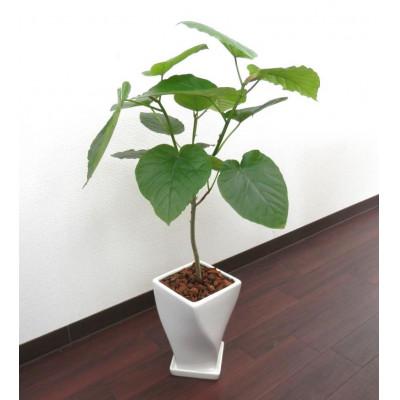 ふるさと納税 田原市 ウンベラータ陶器鉢6号