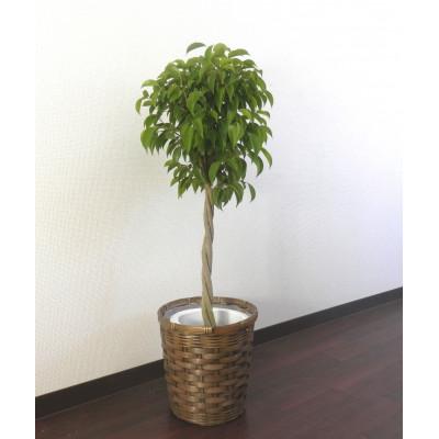 ふるさと納税 田原市 ベンジャミン7号