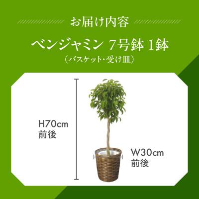 ふるさと納税 田原市 ベンジャミン7号 |  | 02