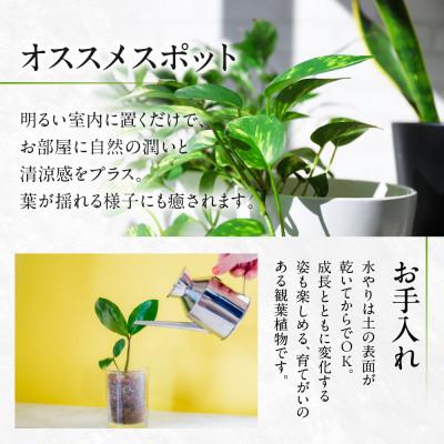 ふるさと納税 田原市 ベンジャミン7号 |  | 03