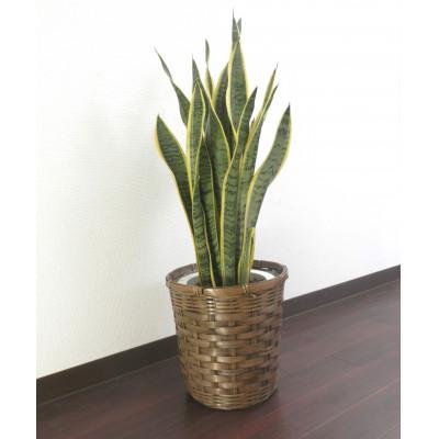 ふるさと納税 田原市 サンスベリア7号