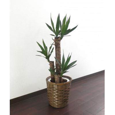 ふるさと納税 田原市 ユッカ7号