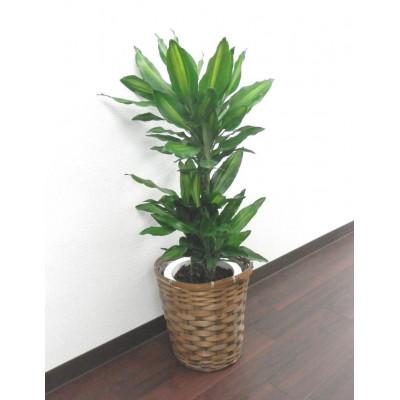 ふるさと納税 田原市 ジェレ7号