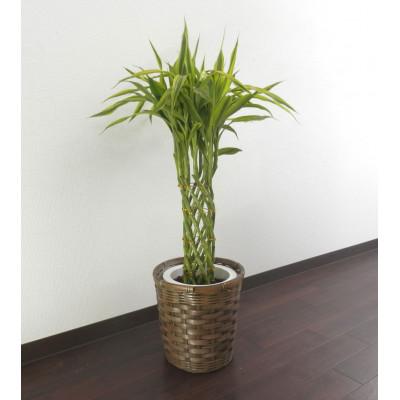 ふるさと納税 田原市 ラッキーバンブータワー7号