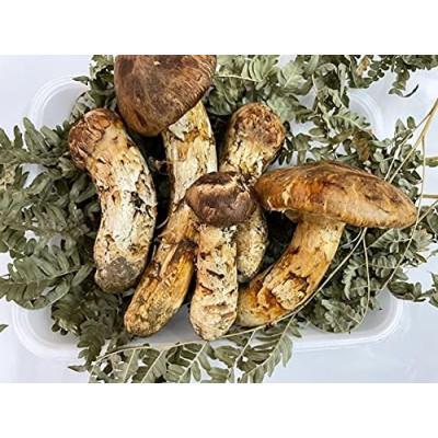 ふるさと納税 久慈市 久慈産【冷凍】天然松茸「特選」100g |  | 02