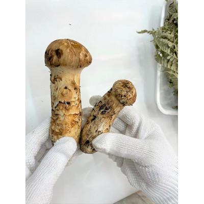ふるさと納税 久慈市 久慈産【冷凍】天然松茸「特選」100g |  | 03