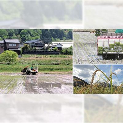 ふるさと納税 与謝野町 令和8年新米 数量限定 京都与謝野町産