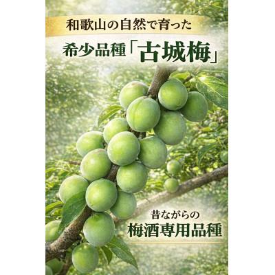 ふるさと納税 有田川町 梅酒用古城青梅