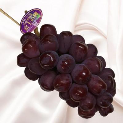 ふるさと納税 豊岡市 [2026年先行予約]富士の輝き 1房600g以上