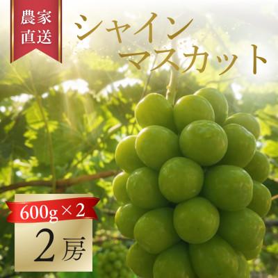 ふるさと納税 岡山市 産地直送![岡山県産・厳選品2房]シャインマスカット(計1.2kg)