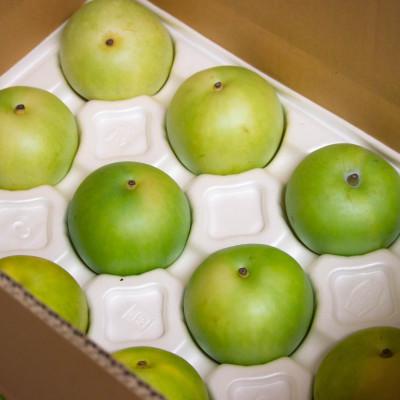 ふるさと納税 豊岡市 二十世紀梨「豊岡なし」　5kg(12〜16個) |  | 01