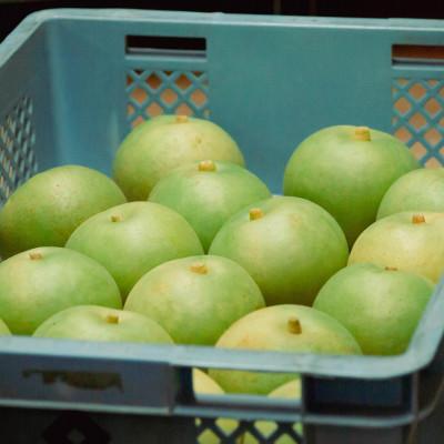 ふるさと納税 豊岡市 二十世紀梨「豊岡なし」　5kg(12〜16個) |  | 03