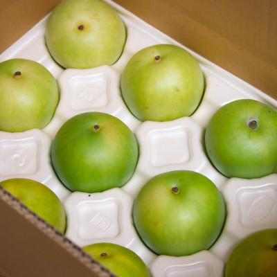 ふるさと納税 豊岡市 二十世紀梨「豊岡なし」　3kg(7〜9個) |  | 01