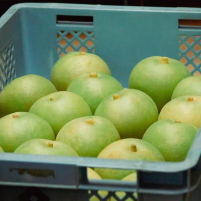 ふるさと納税 豊岡市 二十世紀梨「豊岡なし」　3kg(7〜9個) |  | 03