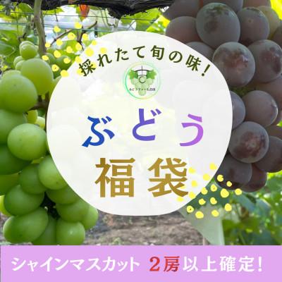 ふるさと納税 岡山市 [お楽しみ福袋2026]シャインマスカット+その他の品種(計2-3種・400g×4)
