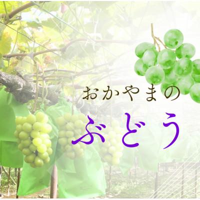 ふるさと納税 岡山市 [食べきりサイズ]岡山県産シャインマスカット 400g×2パック(計800g)