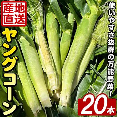 ふるさと納税 阿久根市 ヤングコーン (20本) 国産 野菜 鹿児島県 阿久根市産 akn067-17
