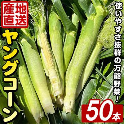 ふるさと納税 阿久根市 ヤングコーン (50本) 国産 野菜 鹿児島県 阿久根市産