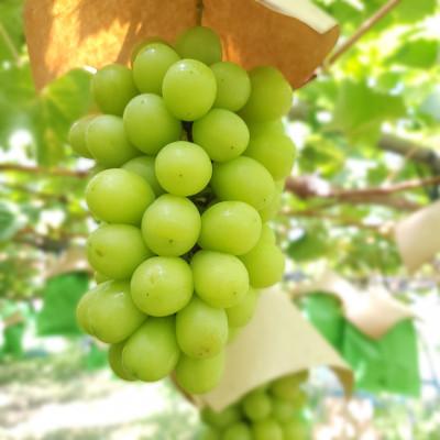 ふるさと納税 高畠町 シャインマスカット 秀 1.2kg以上(2房)