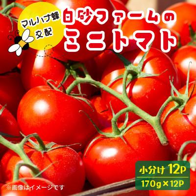 ふるさと納税 鶴岡市 白砂ファームのミニトマト 12パック(170g×12P)(2L〜サイズ)
