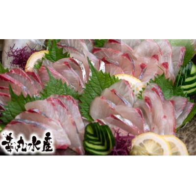 ふるさと納税 須崎市 高級シマアジ 美粕祇万アジ 500g フィーレ カマ アラ付
