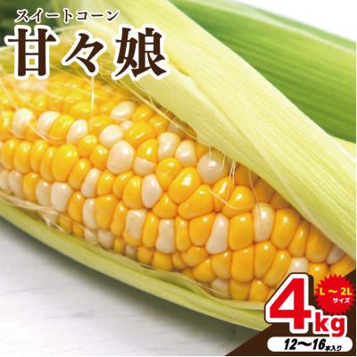 ふるさと納税 吉野川市 [ 先行予約 ] とうもろこし 甘々娘 4kg 2026年発送分 スイートコーン 冷蔵