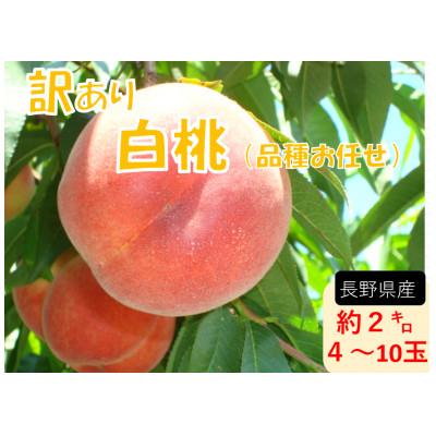 ふるさと納税 長野市 [2026年発送][長野県][白桃][家庭用][訳あり]品種おまかせ2kg (4〜10玉)