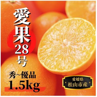 ふるさと納税 松山市 [愛果28号]約1.5kg(秀〜優品)[12月〜順次発送]
