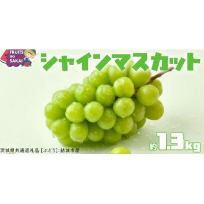 ふるさと納税 つくばみらい市 シャインマスカット 1.3kg(2房)[2026年9月より発送開始](茨城県共通返礼品:結城市産)