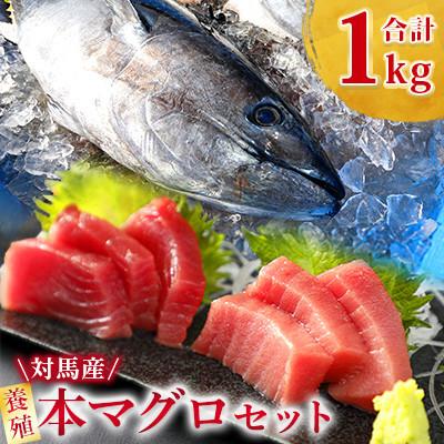 ふるさと納税 対馬市 [対馬産]養殖本マグロセット A