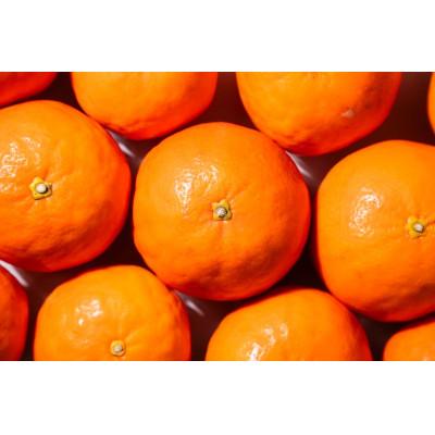 ふるさと納税 海南市 [2026年4月中旬より順次発送]森本農園の高級セミノールオレンジ 訳あり 2kg