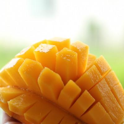 ふるさと納税 今帰仁村 [2026年7月上旬から順次発送・家庭用]島袋さんの完熟アップルマンゴー 1kg(2〜3玉)