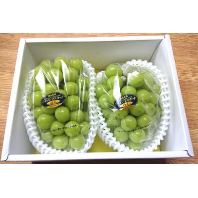ふるさと納税 新庄村 岡山市 一宮産 シャインマスカット 500g以上×2房入り 化粧箱入り