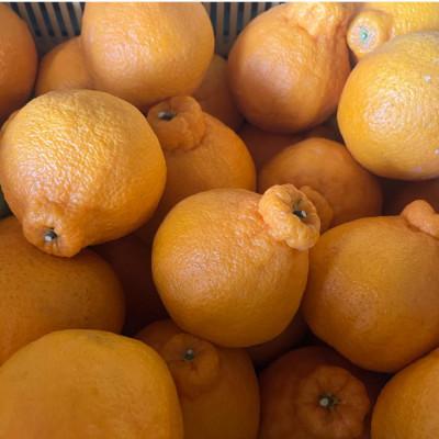 ふるさと納税 玉名市 不知火 秀品 約5kg サイズ(4L〜M)指定不可 デコポンと同品種(玉名市)