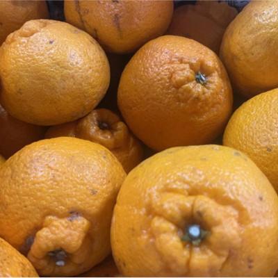 ふるさと納税 玉名市 不知火 訳あり 4kg[規格外品]ご家庭用 サイズ不選別 デコポンと同品種(玉名市)