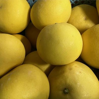 ふるさと納税 玉名市 パール柑 秀品 約5kg サイズ(4L〜M)指定不可(玉名市)