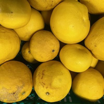 ふるさと納税 玉名市 パール柑 訳あり 5kg[規格外品]ご家庭用 サイズ不選別(玉名市)