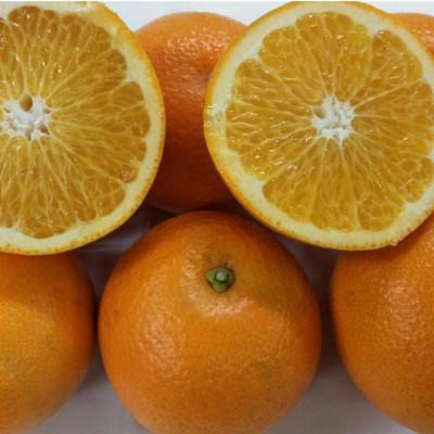 ふるさと納税 玉名市 紅八朔 秀品 約5kg サイズ(4L〜M)指定不可(玉名市)