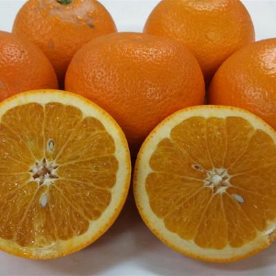 ふるさと納税 玉名市 紅八朔 訳あり 5kg[規格外品]ご家庭用 サイズ不選別(玉名市)