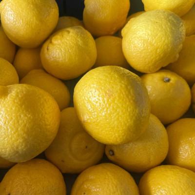 ふるさと納税 玉名市 はるか 約5kg サイズ不選別 みかん(玉名市)