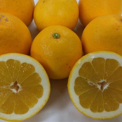 ふるさと納税 玉名市 河内晩柑 秀品 約5kg サイズ(5L〜M)指定不可(玉名市)